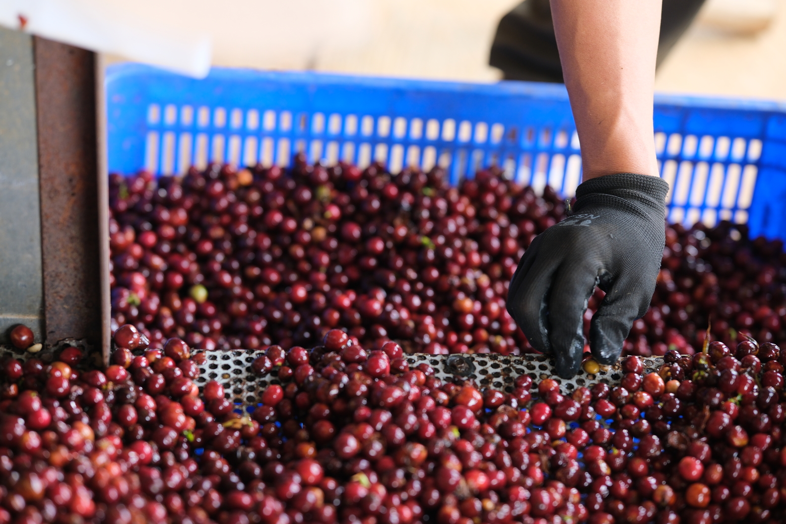 Coffee farm